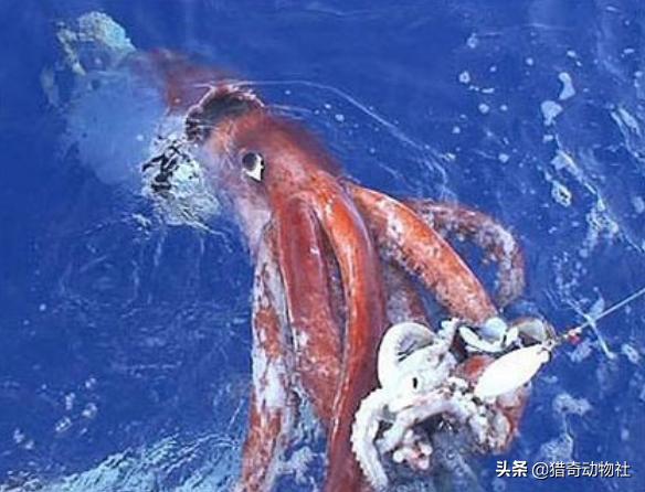 大王酸浆鱿vs大王乌贼(大王酸浆鱿和大王乌贼谁更大？它们真的吃抹香鲸吗？)