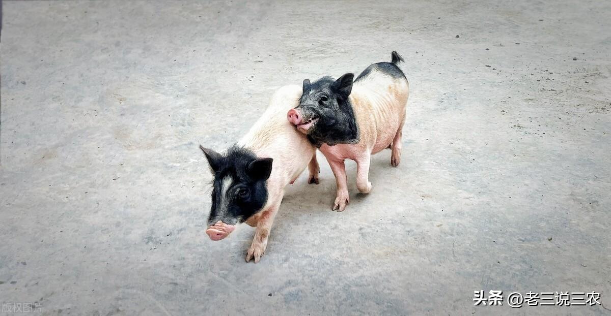 香猪养殖(养一只香猪年利润3000元，是普通猪的3倍，为啥养香猪能挣钱？)