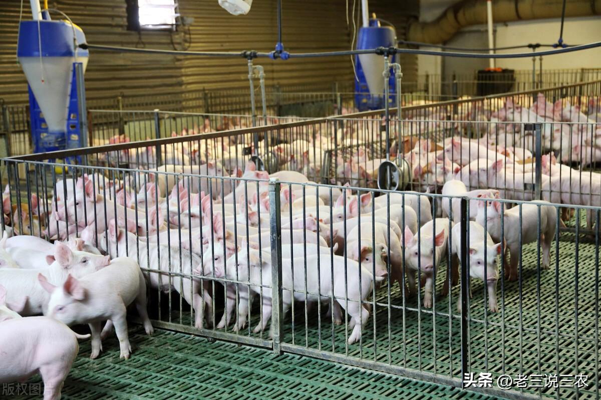 香猪养殖(养一只香猪年利润3000元，是普通猪的3倍，为啥养香猪能挣钱？)