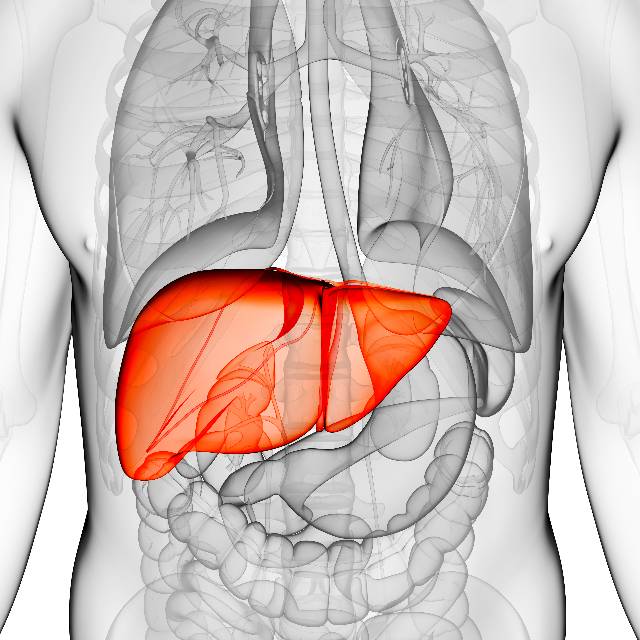 吃什么能对肝脏进行排毒？