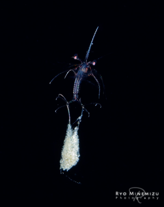 深海摄影师(摄影师用30年时间，拍摄稀有的深海生物，老渔民都叫不上名来)