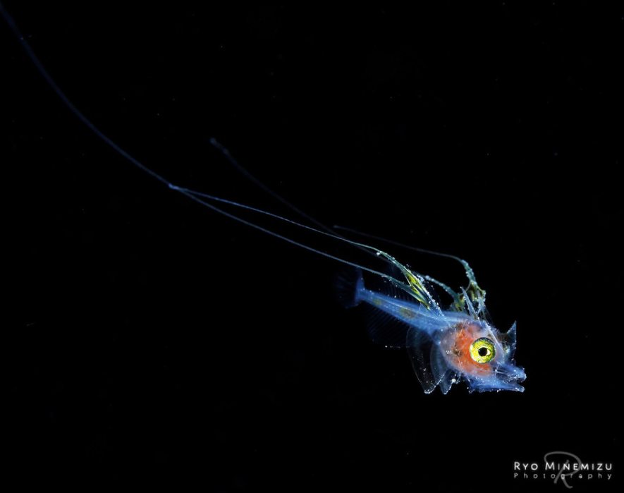 深海摄影师(摄影师用30年时间，拍摄稀有的深海生物，老渔民都叫不上名来)