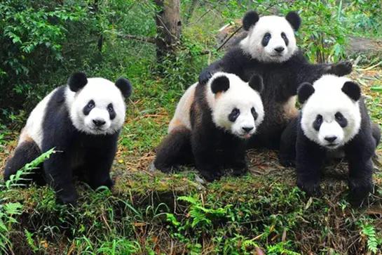 熊猫回国(大熊猫为什么在四岁前要回国？)