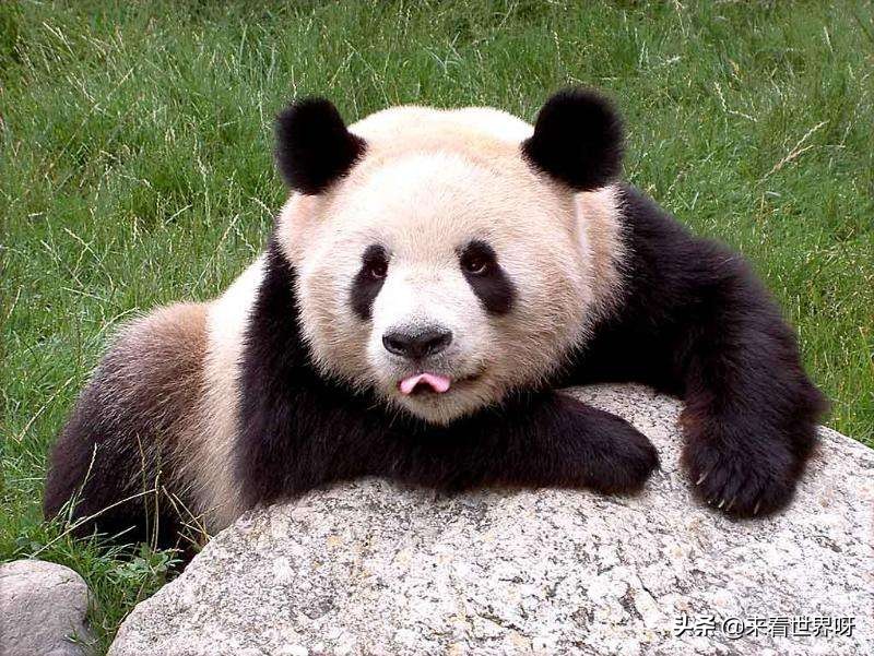 熊猫回国(大熊猫为什么在四岁前要回国？)