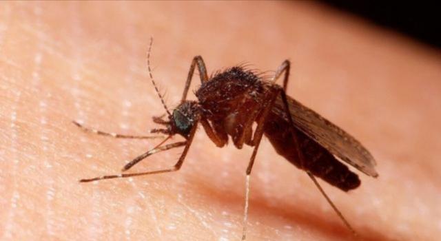 为什么蚊子喜欢在耳边飞(睡觉时感觉蚊子总是喜欢在耳朵旁飞)