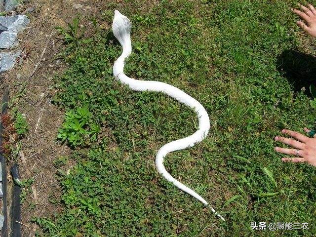 白色的蛇是什么蛇(今天在农村干活碰到这种白色的蛇，大家看下是什么蛇？感觉挺好看不知道有没有毒？)