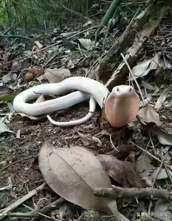 白色的蛇是什么蛇(今天在农村干活碰到这种白色的蛇，大家看下是什么蛇？感觉挺好看不知道有没有毒？)