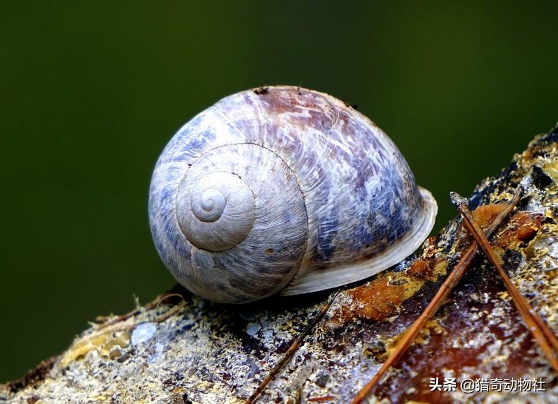 蜗牛壳碎了还能活吗(蜗牛如果壳破了会死吗？为什么？)