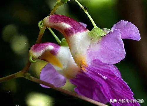 艳香迷醉(分享图片最美最稀少的花，你见过几种)
