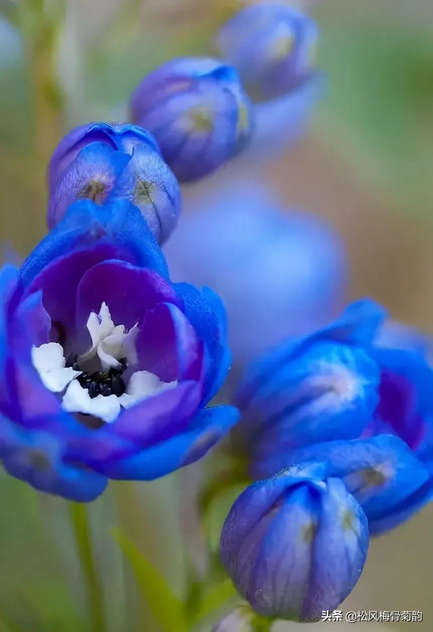 艳香迷醉(分享图片最美最稀少的花，你见过几种)