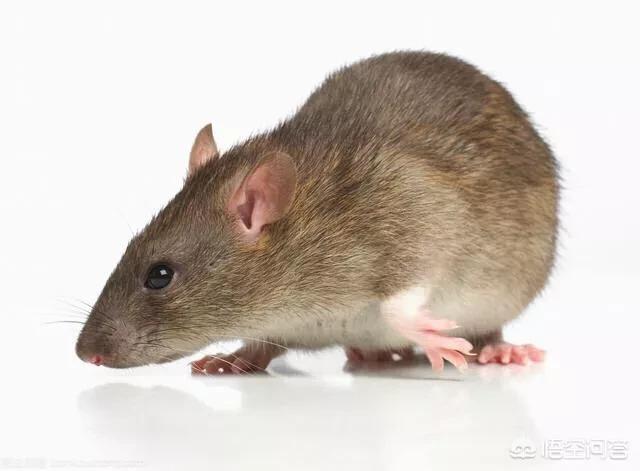 四害之首的老鼠，以前在农村很常见，为什么现在很少见了呢？