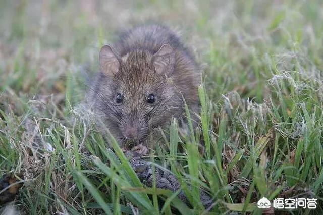 四害之首的老鼠，以前在农村很常见，为什么现在很少见了呢？
