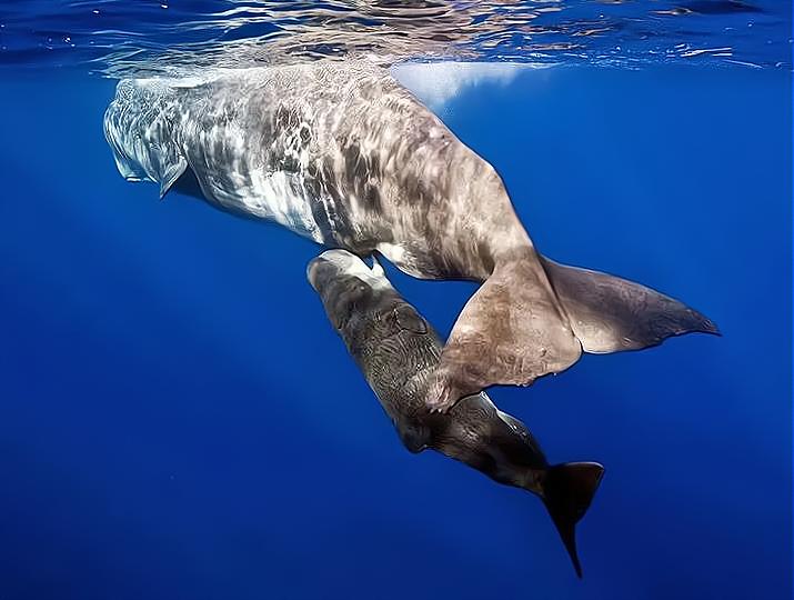 在水里，鲸鱼是如何给鲸宝宝哺乳的？