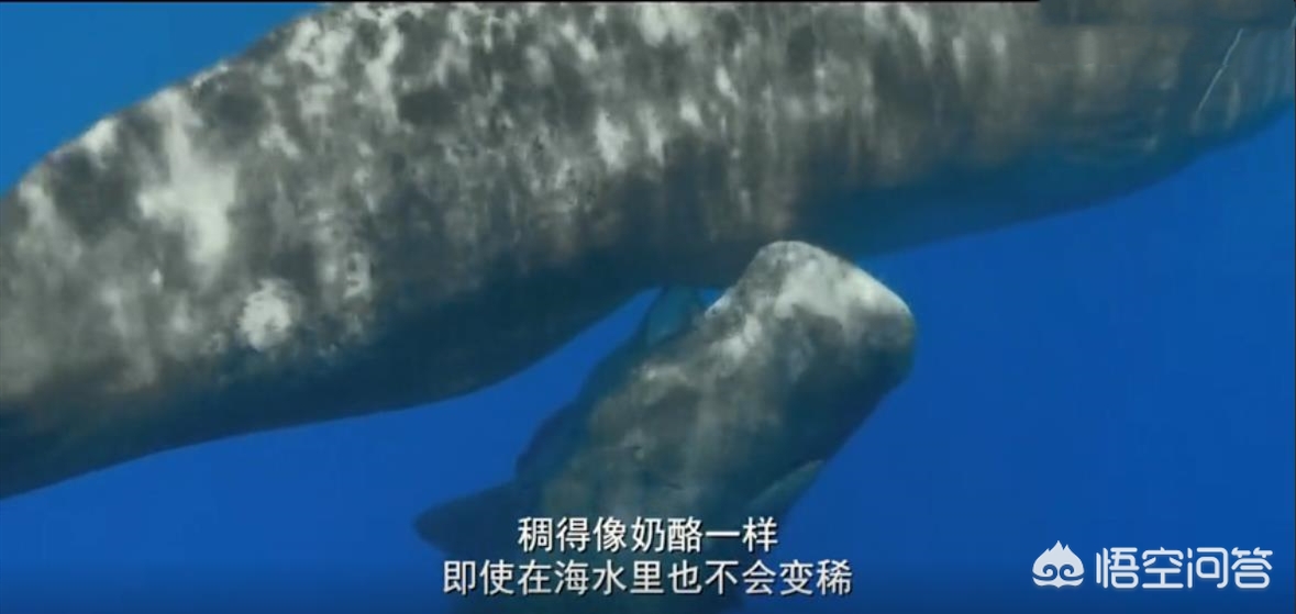 在水里，鲸鱼是如何给鲸宝宝哺乳的？