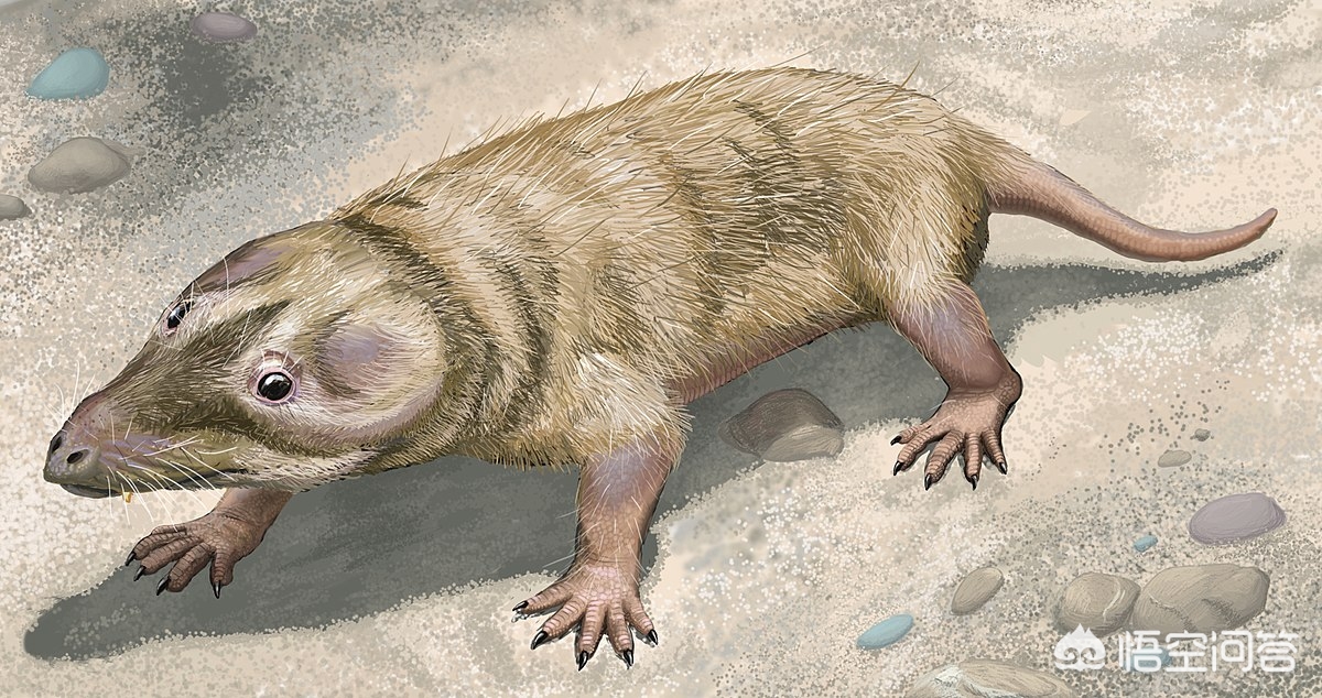 最早的哺乳动物出现于(哺乳动物是何时开始出现的？)