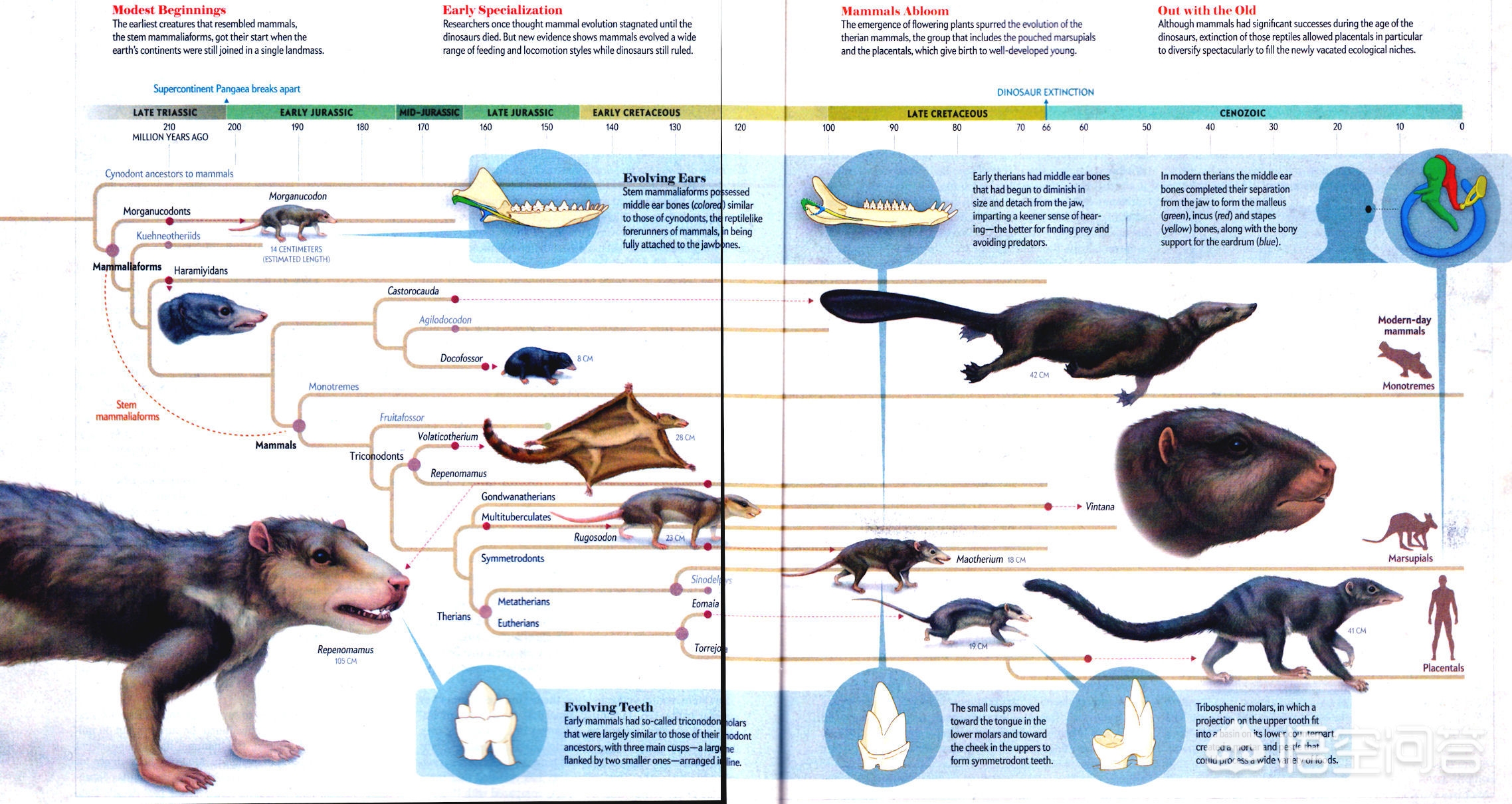 最早的哺乳动物出现于(哺乳动物是何时开始出现的？)