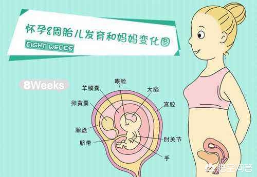 怀孕两个月，肚子会有什么感觉？