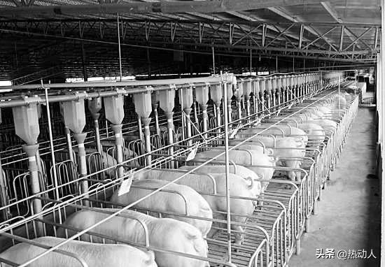 六七十年代，为什么生猪长得很慢，农民养一年才100来斤？