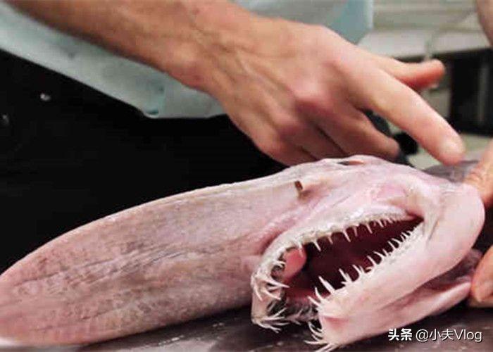 哥布林鲨(世界上长得最丑的生物之一——哥布林鲨)