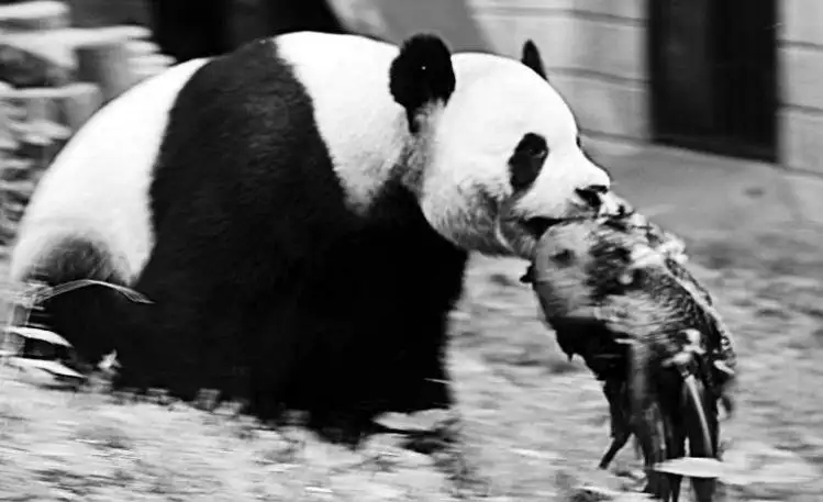 熊猫有天敌吗(熊猫有天敌吗，都是些什么动物？)