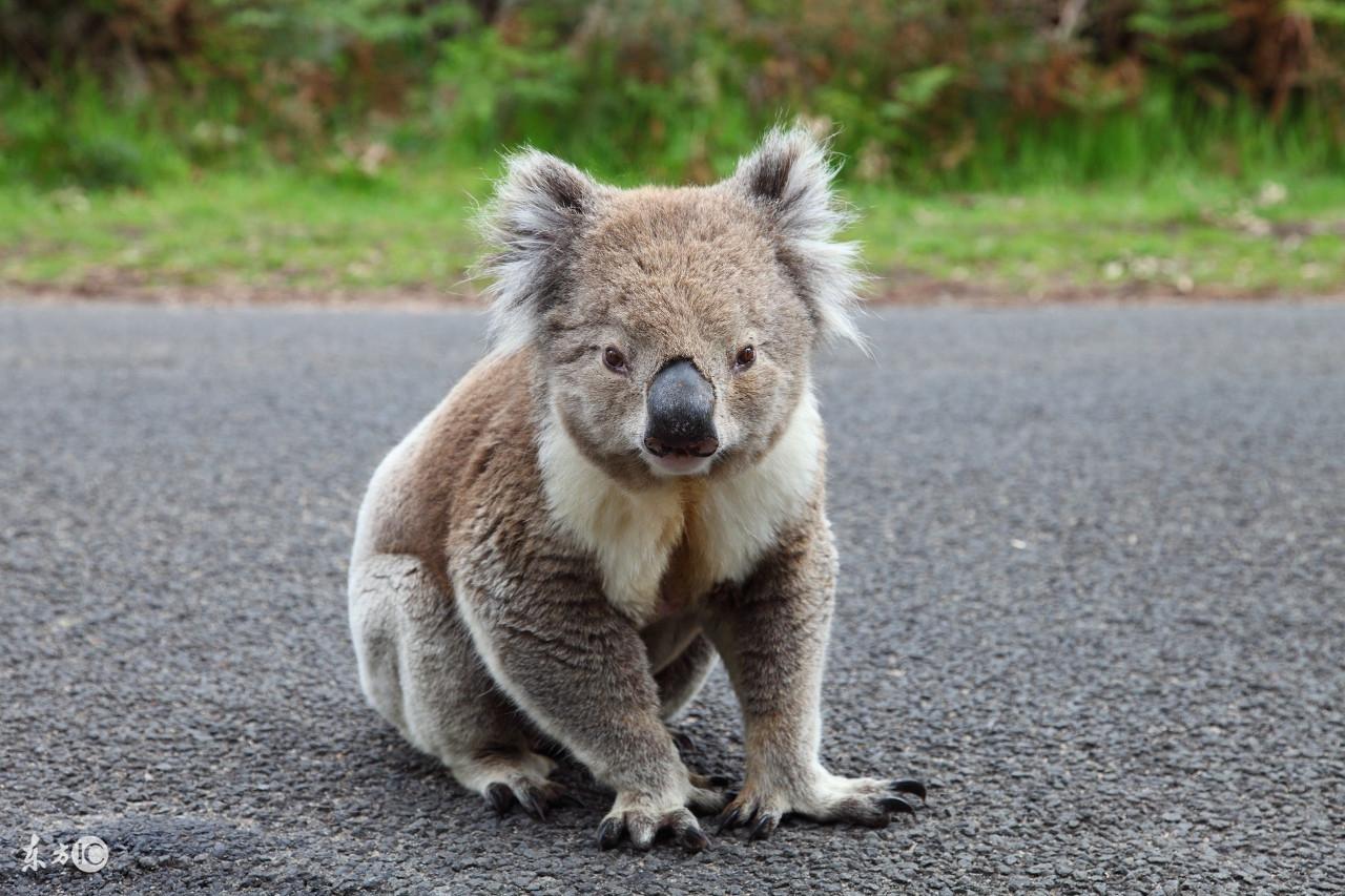 澳大利亚树袋熊(澳大利亚国宝树袋熊)