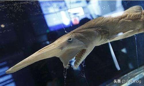 哥布林鲨(世界上长得最丑的生物之一——哥布林鲨)