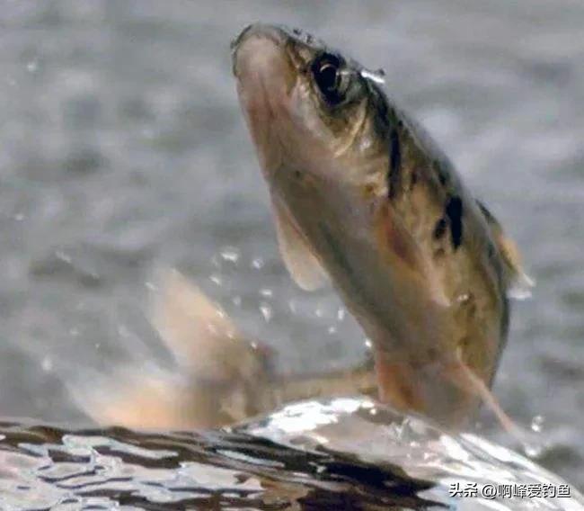 青海湟鱼(从储量30万吨到2500吨，青海湟鱼经历了什么，十年禁渔能否恢复？)