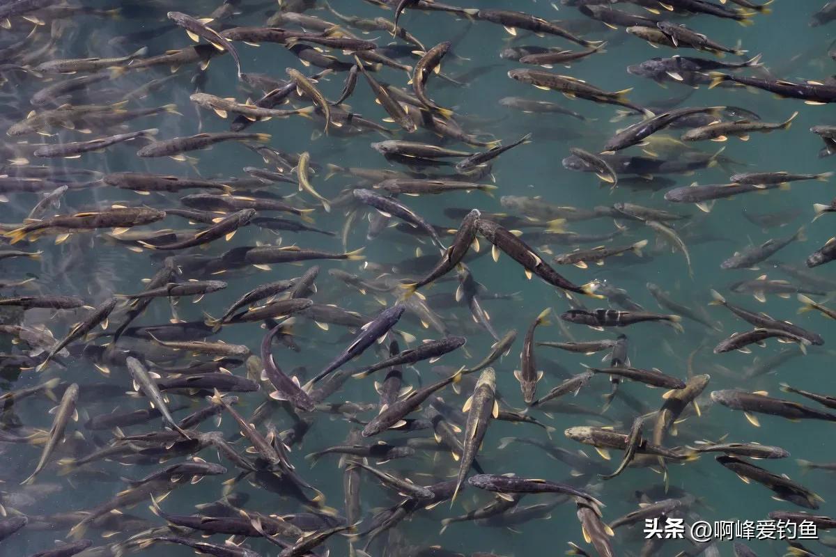青海湟鱼(从储量30万吨到2500吨，青海湟鱼经历了什么，十年禁渔能否恢复？)