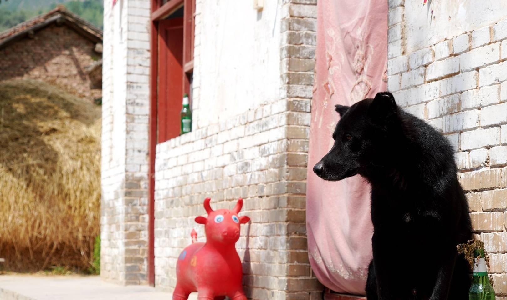 黑熊犬(山西农村1条黑熊犬，高价不卖，农民大姐说让它在家善终)