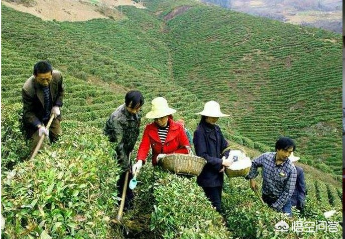100一斤的茶叶利润多少(茶叶的暴利到底有多大？)