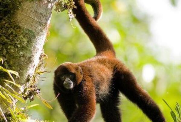 新世界最大灵长类动物：绒毛蛛猴，团结友爱(相互帮助)