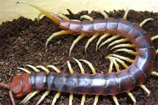 加拉帕格斯巨人蜈蚣：蜈蚣界的巨人（体型很是庞大）