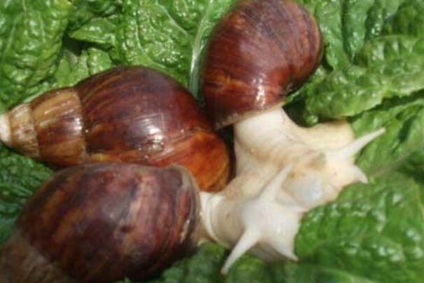 白玉蜗牛：重达32克，危害极大(疾病中间宿主)