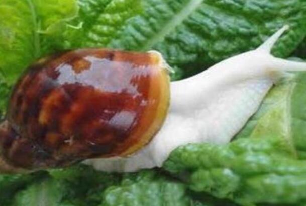 白玉蜗牛：重达32克，危害极大(疾病中间宿主)