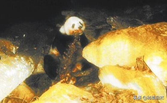 始熊猫(大熊猫的祖先，始熊猫，你知道它吃什么吗？)