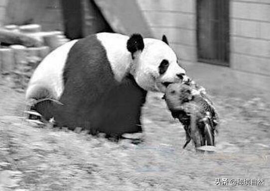 始熊猫(大熊猫的祖先，始熊猫，你知道它吃什么吗？)