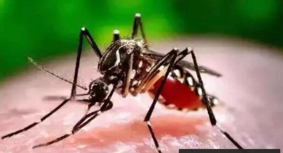 世界上最毒的蚊子：花斑蚊（能够致死）