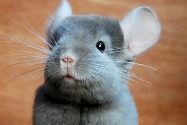 南美洲栗鼠：世界毛发最浓密，情绪直接(脸上表现出来)