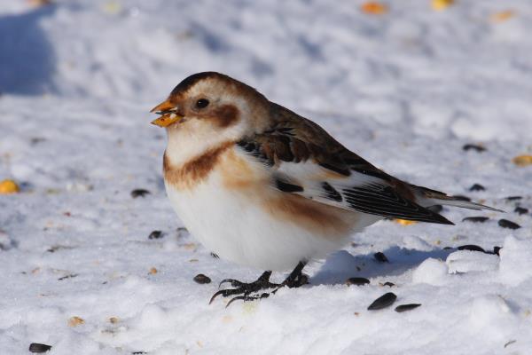 雪鹀:一种常年生活在寒带的旅鸟(体长仅14厘米)