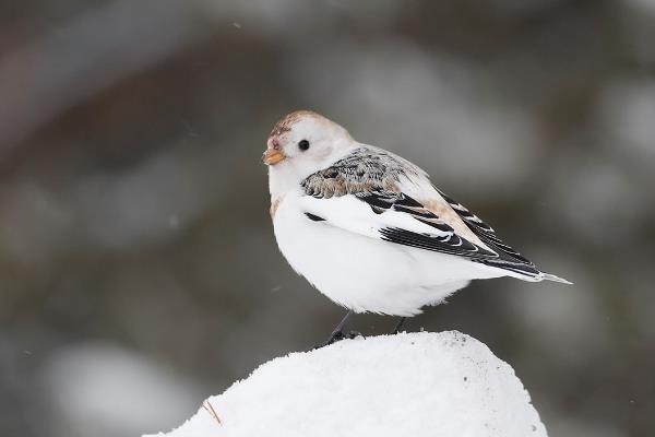 雪鹀:一种常年生活在寒带的旅鸟(体长仅14厘米)