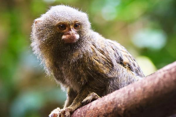 倭狨:南美洲体型最小的猴子(体长仅11厘米/形似松鼠)