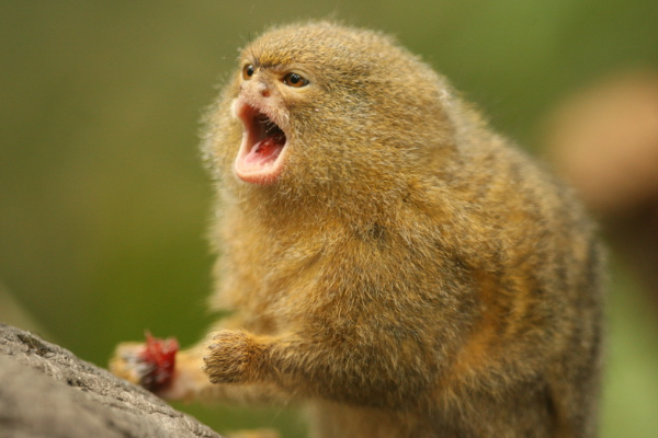 倭狨:南美洲体型最小的猴子(体长仅11厘米/形似松鼠)