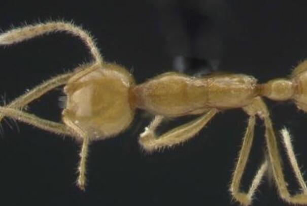 火星蚂蚁：蚂蚁的史前祖先，全身金黄色(眼睛退化)