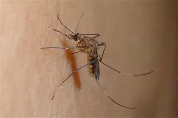 世界十大最毒蚊子：主要分布在热带地区（蚊子的毒性）