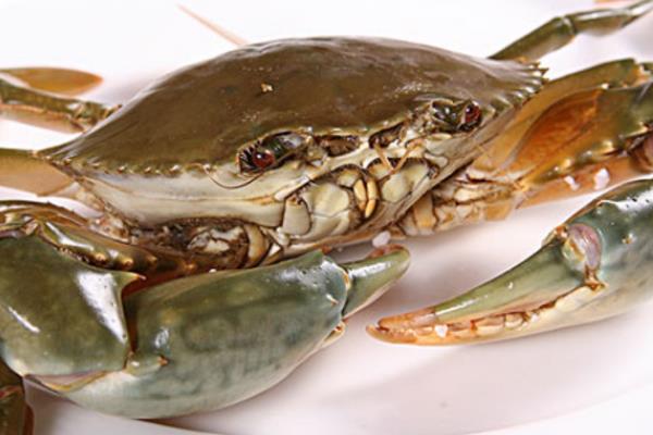 锯缘青蟹:全身青绿色的梭子蟹(长有锯齿状甲壳)