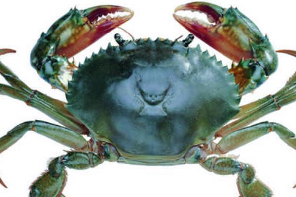 锯缘青蟹:全身青绿色的梭子蟹(长有锯齿状甲壳)