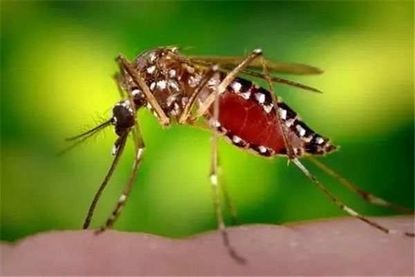 世界十大最毒蚊子：主要分布在热带地区（蚊子的毒性）