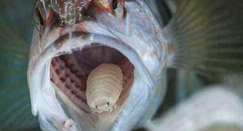 鱼类寄生虫缩头鱼虱，吞噬鱼的舌头取而代之（缩头鱼虱的危害）