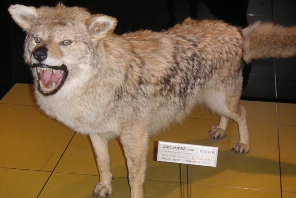日本狼：恶魔或庄稼守护神，世界最小最稀有(长仅1米)