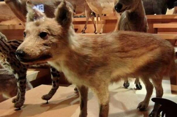 日本狼：恶魔或庄稼守护神，世界最小最稀有(长仅1米)
